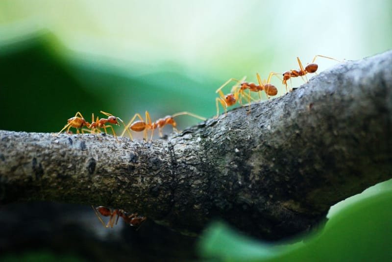 TERMITE AND ANT CONTROL