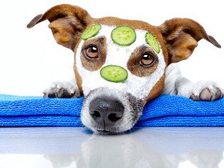 How to Find the Best Dog Grooming Services Quickly and Effectively image