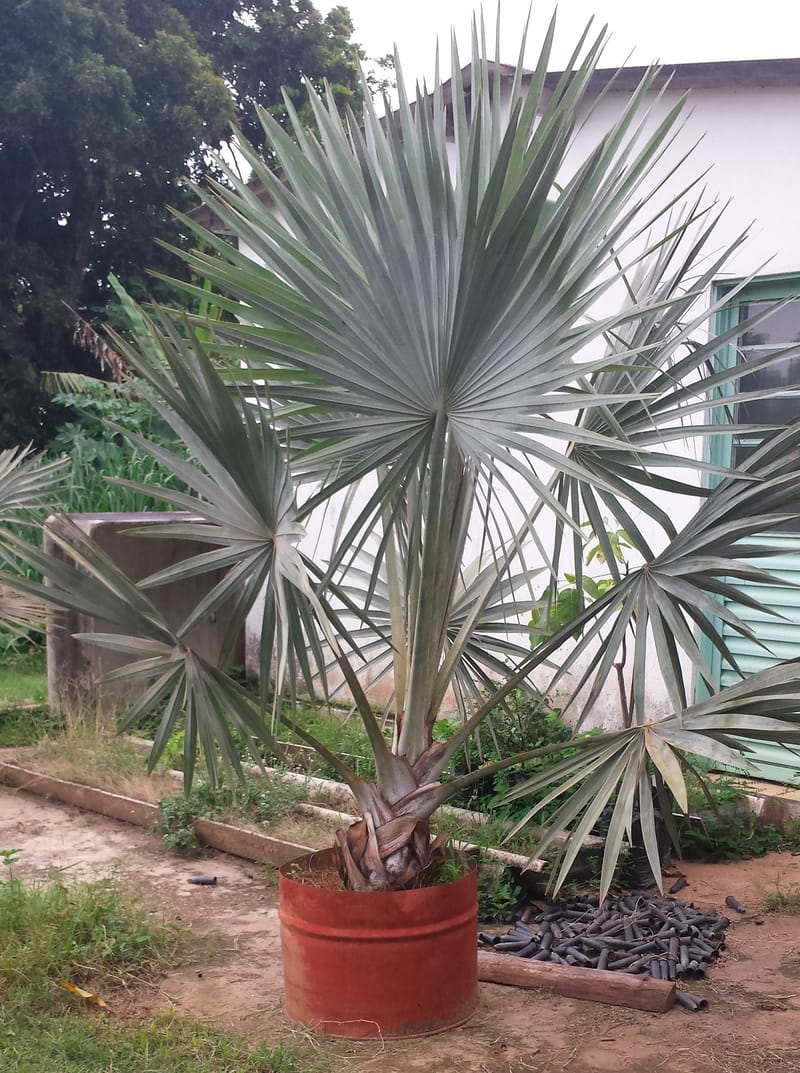 Palmeira Ravenala Ou Arvore Do Viajante mudas com 1 mt - Materiais de  construção e jardim - Jardim Atlântico, Goiânia 491416185