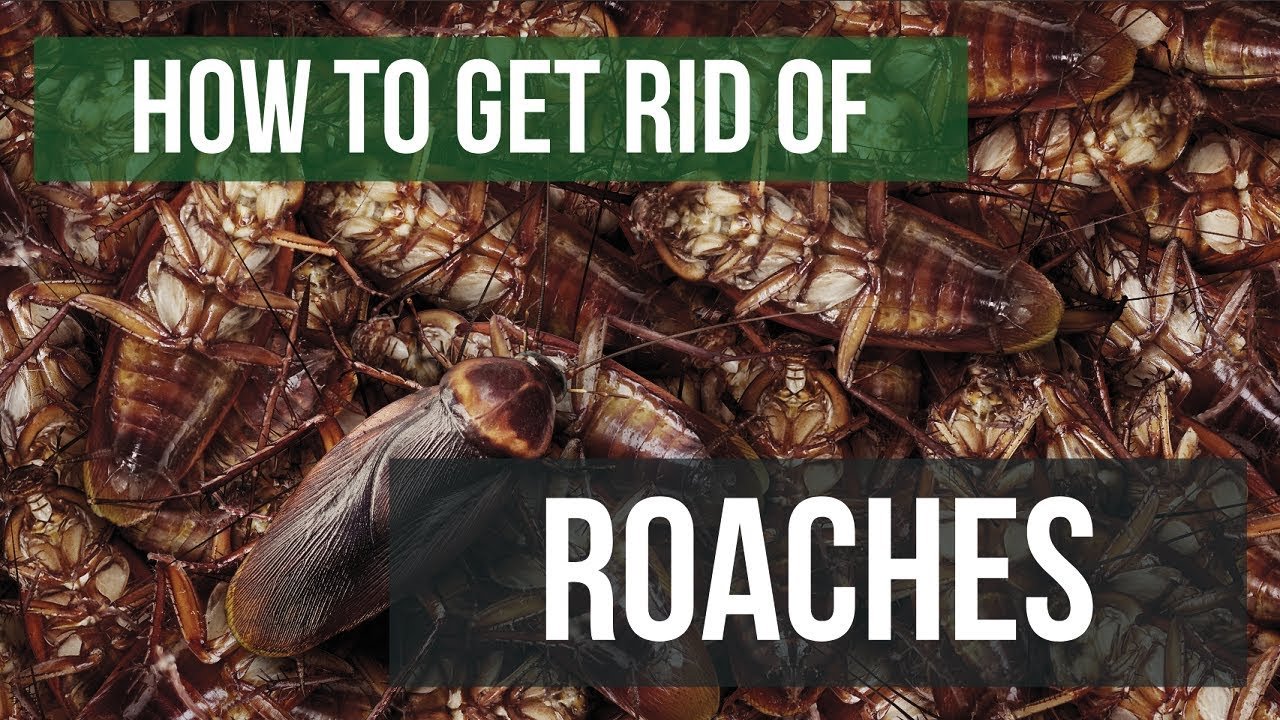 8 Ways To Keep Cockroaches Out Of Your Home Naturally