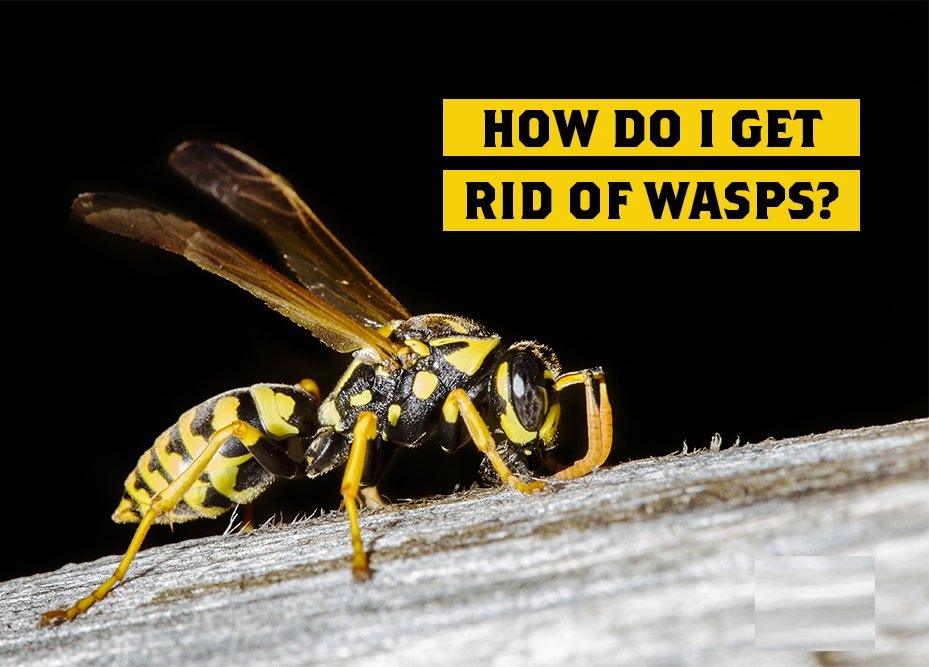 WHY YOU SHOULD GET RID OF WASPS