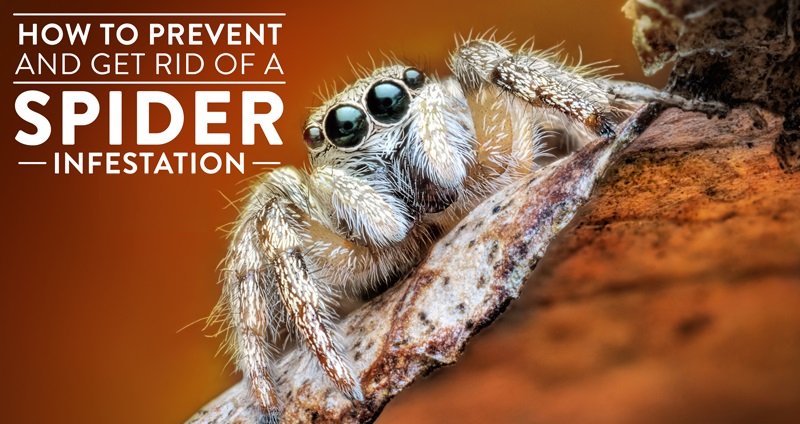 Identify the Signs of Spider Infestation before it Gets too Late