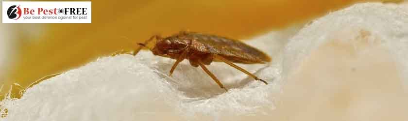 Bedbugs, A Horror Story