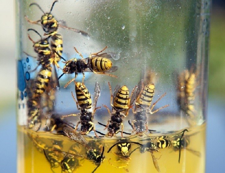 TIPS ON WASPS AND BEES PREVENTION AND CONTROL