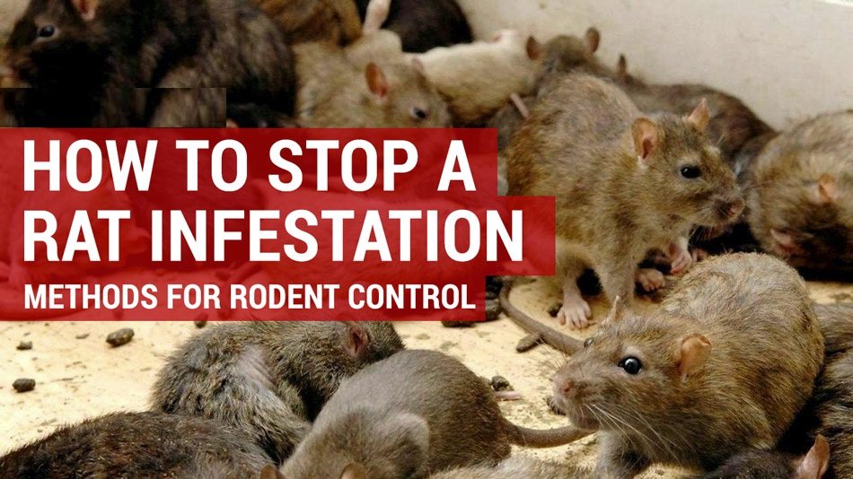 Guide for Handling a Rat Infestation