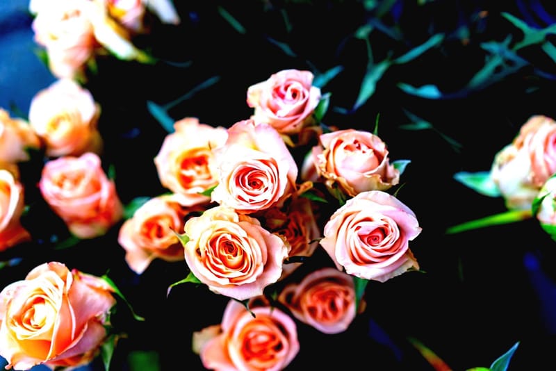 Bleach really does expire by Marcy Rae Henry Black Coffee Review