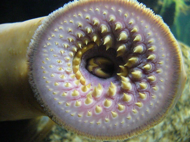 Sea Lamprey and the great Lakes