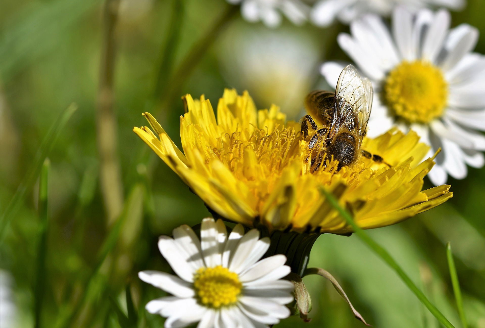 Environment: "Good Agricultural Practices & Pollinators protection"