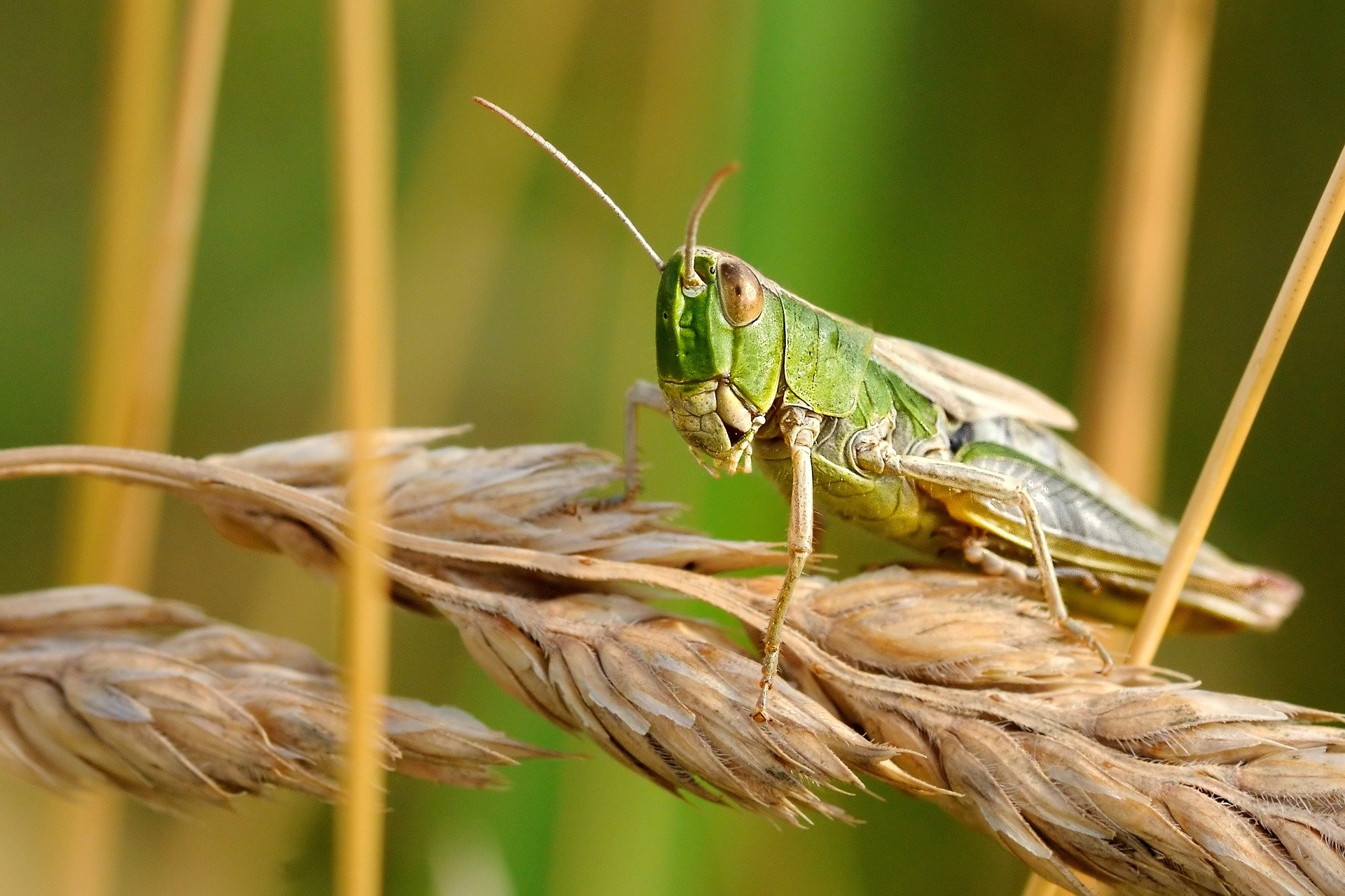 Pest control : Locust "Schistocerca lancellata"