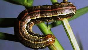 Fall Army Warm  major pest in Corn & Sorghum crops