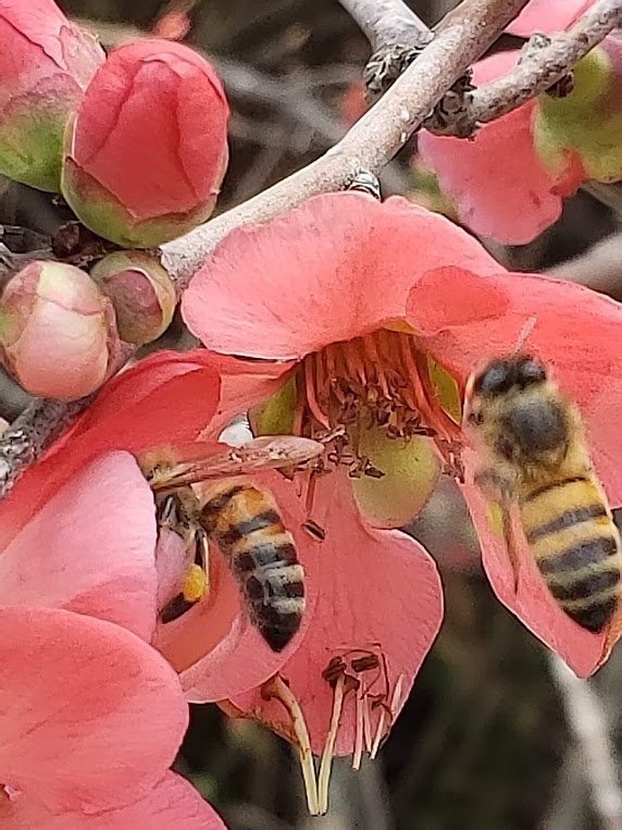 Proteja las abejas con buenas practicas agrícolas