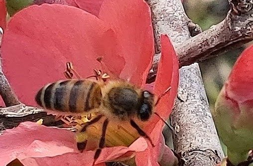 Pollinators & Honey production