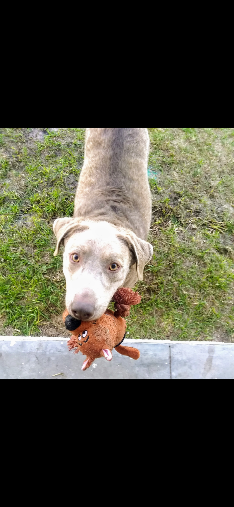 Doggone Sniffilicious Dog Care Services