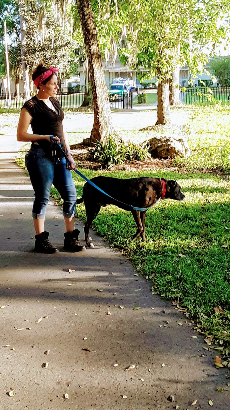 Doggone Sniffilicious Dog Care Services