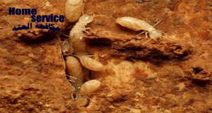 شركة مكافحة العته بجدة (للايجار) مكافحه النمل الابيض في جده