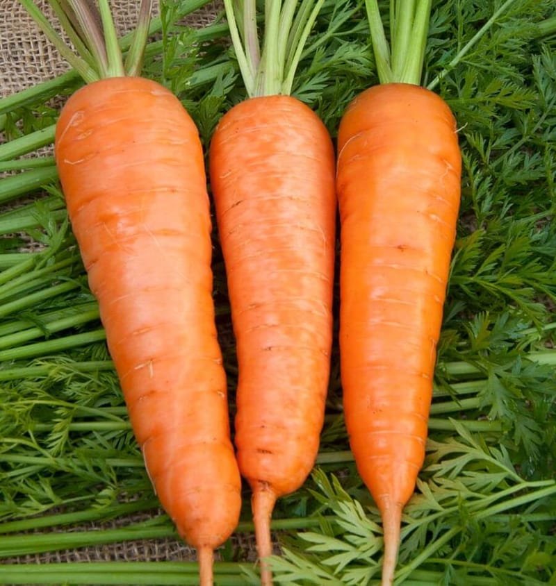 Моркови