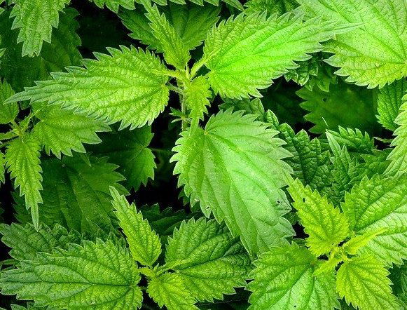 Nettle