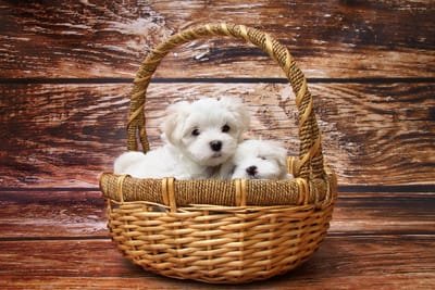 How to Find a Puppy for Sale? image