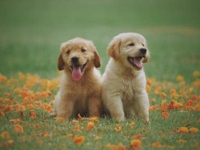 Things You Need To Look At Before Buying A Puppy image