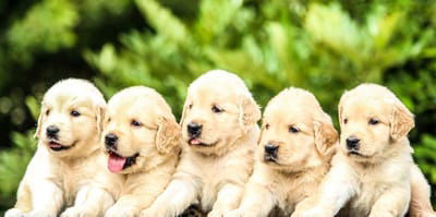 Reasons Why it is Essential to Buy a Puppy Online image