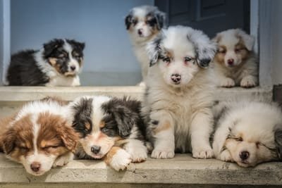 Factors to Consider When Buying a Puppy image