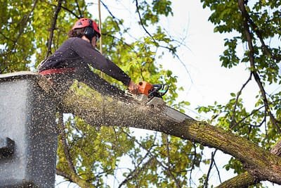 Guides to Consider When Finding the Best Company to Hire for Tree Services  image