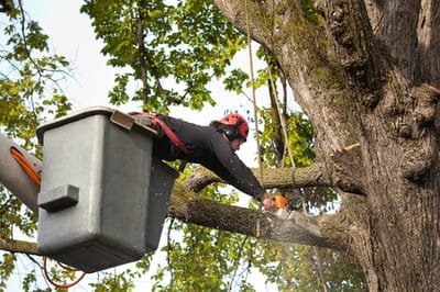 Benefits Of Tree Services image