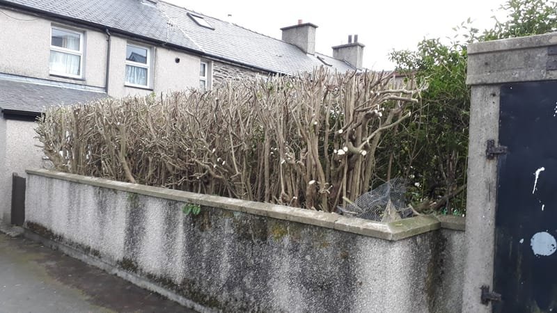 Winter Pruning, Reduction of Shrubs, Bushes & Hedges