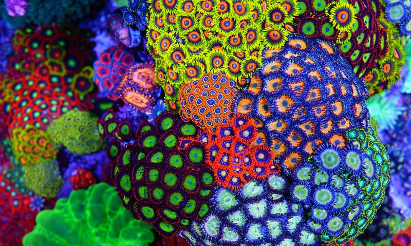 Il giardino di corallo con ventole di mare, crinoidi e coralli molli che  occupa le pareti o i calanchi nella corrente di ben-spazzato aree. Coral  Sea, Australia Foto stock - Alamy