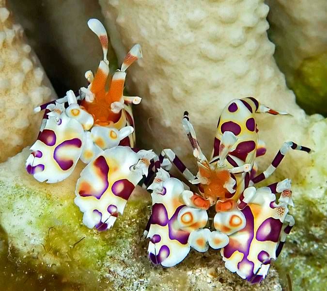 Invertebrato Che Si Usa Per I Gioielli