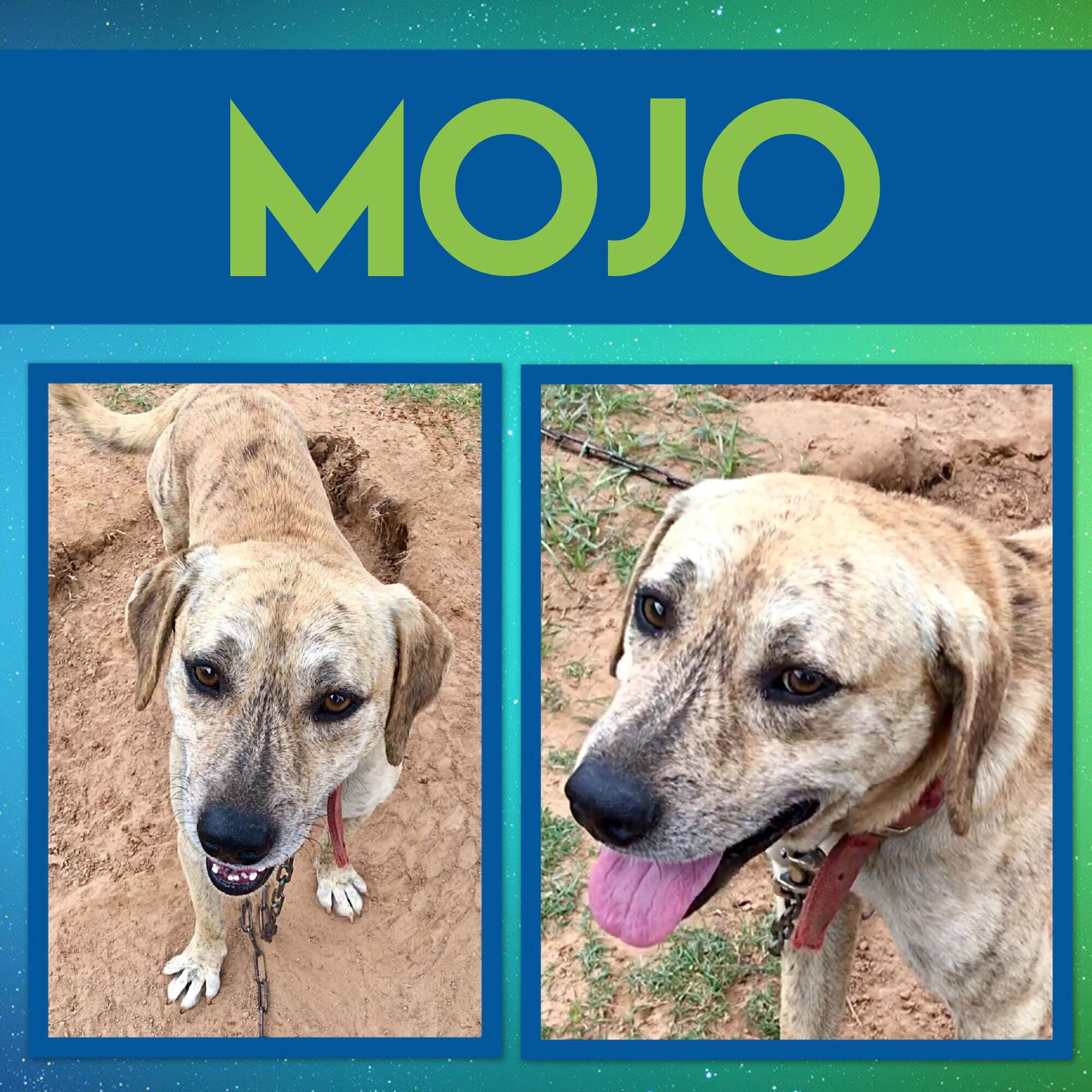 MoJo