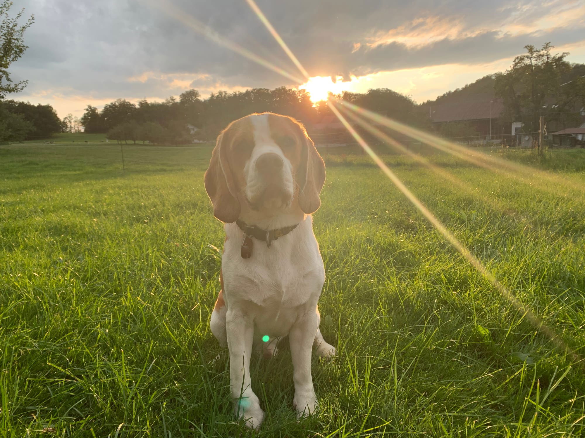 Hundeschule bei Pfotentraining - Yvonne Arnold