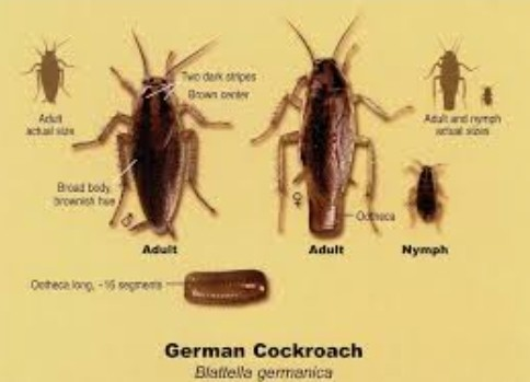Rid of German Cockroaches