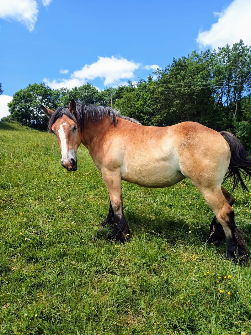 MYRTILLE DE L'EMPERY