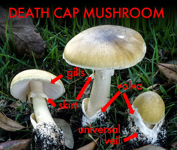 death cap mushroom dogs