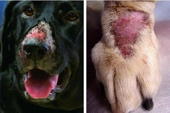 what causes alabama rot in dogs