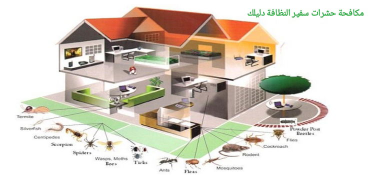 دليل شركات مكافحة الحشرات بالمنطقة الشرقية