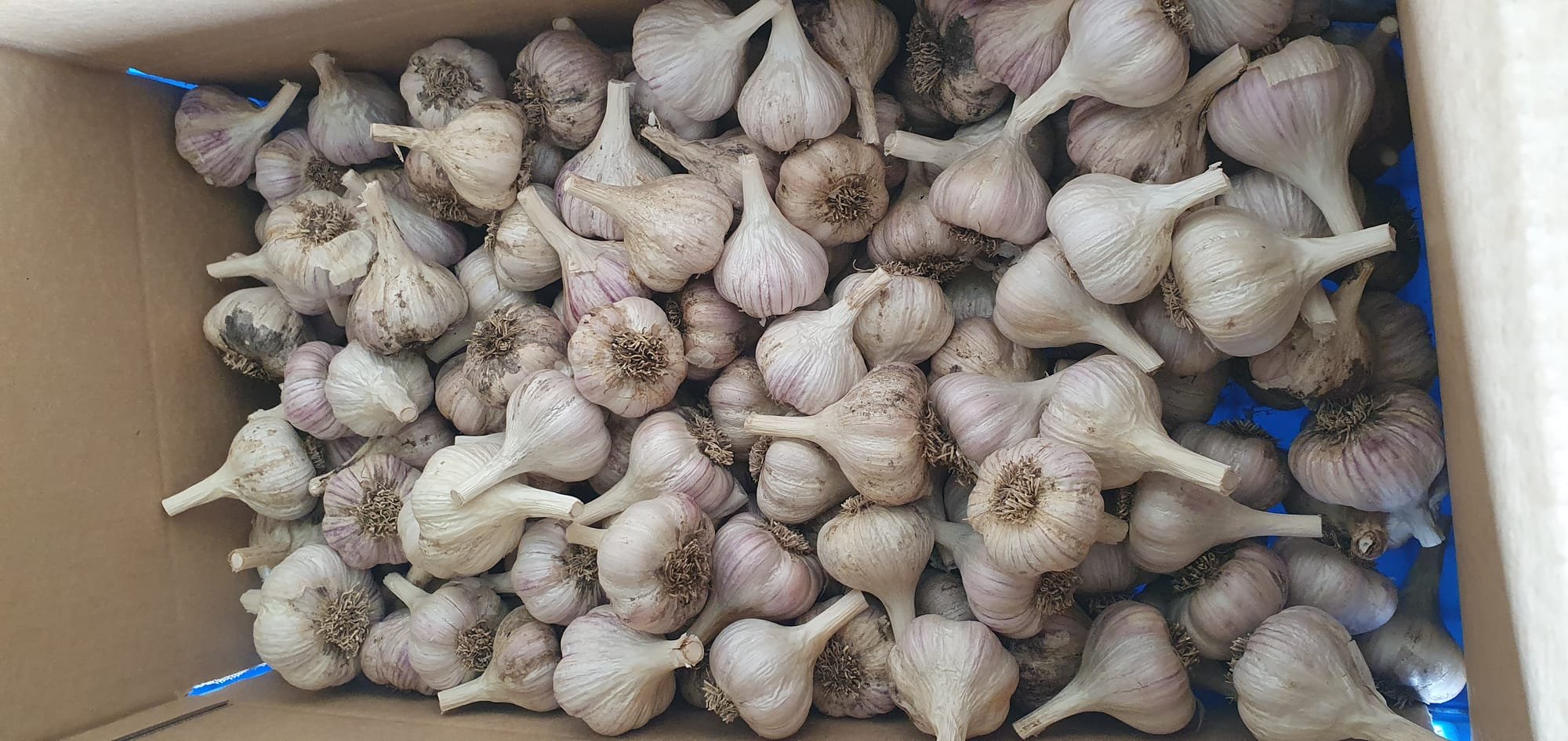 Dunganski - Rare Cool Climate Garlic