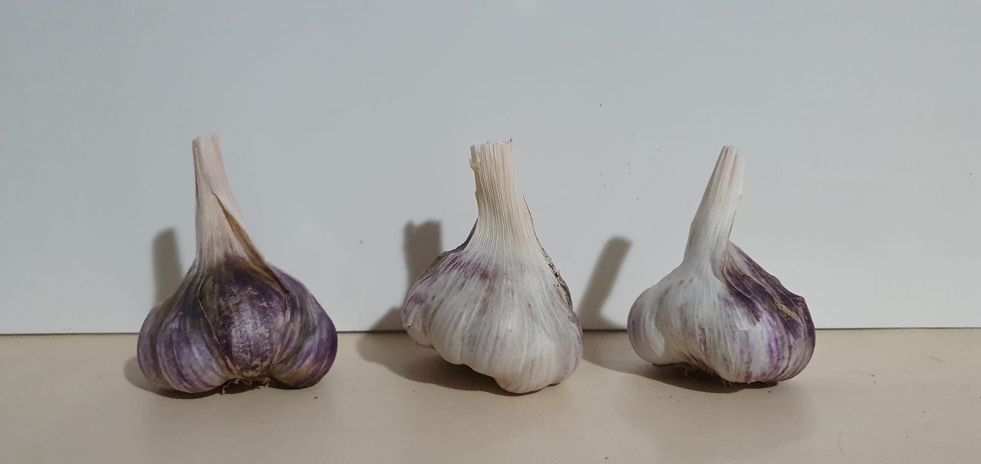 Gorgeous Polish Garlic Variety - Dolovsky