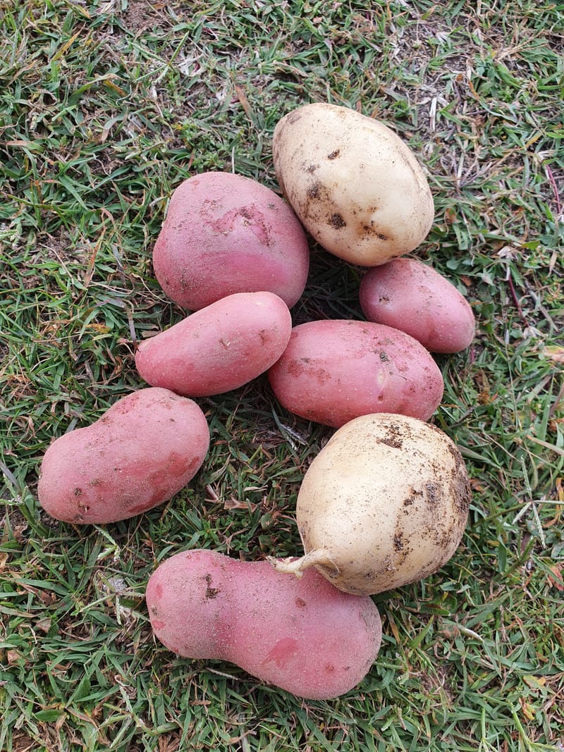 Potatoes - Half a Kilo - Garlic Kingdom Australia