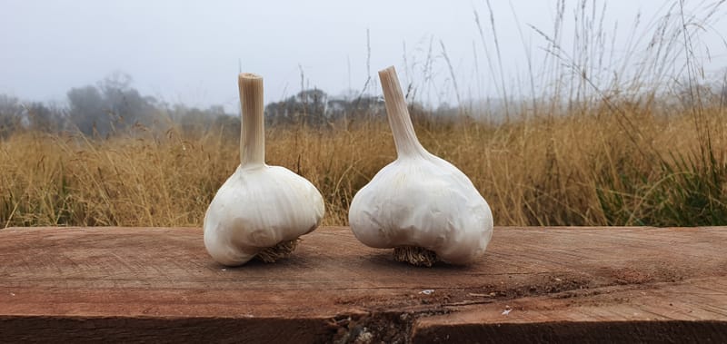 Organic Lokalen Garlic