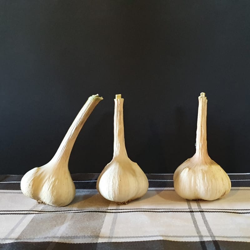 Garlic Varieties We Grow Garlic Kingdom Australia