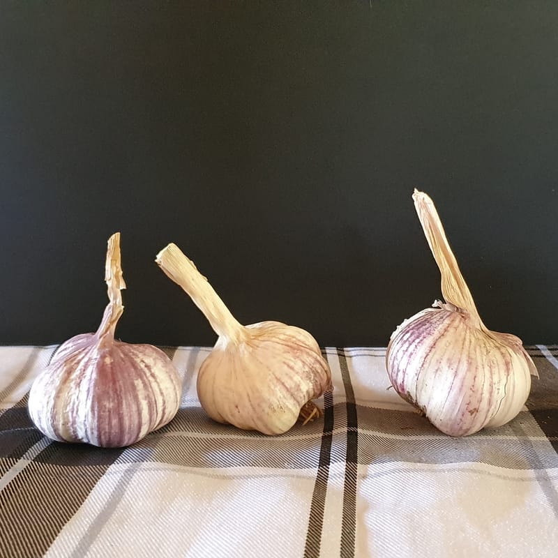 Spanish Purple Stripe Garlic Kingdom Australia