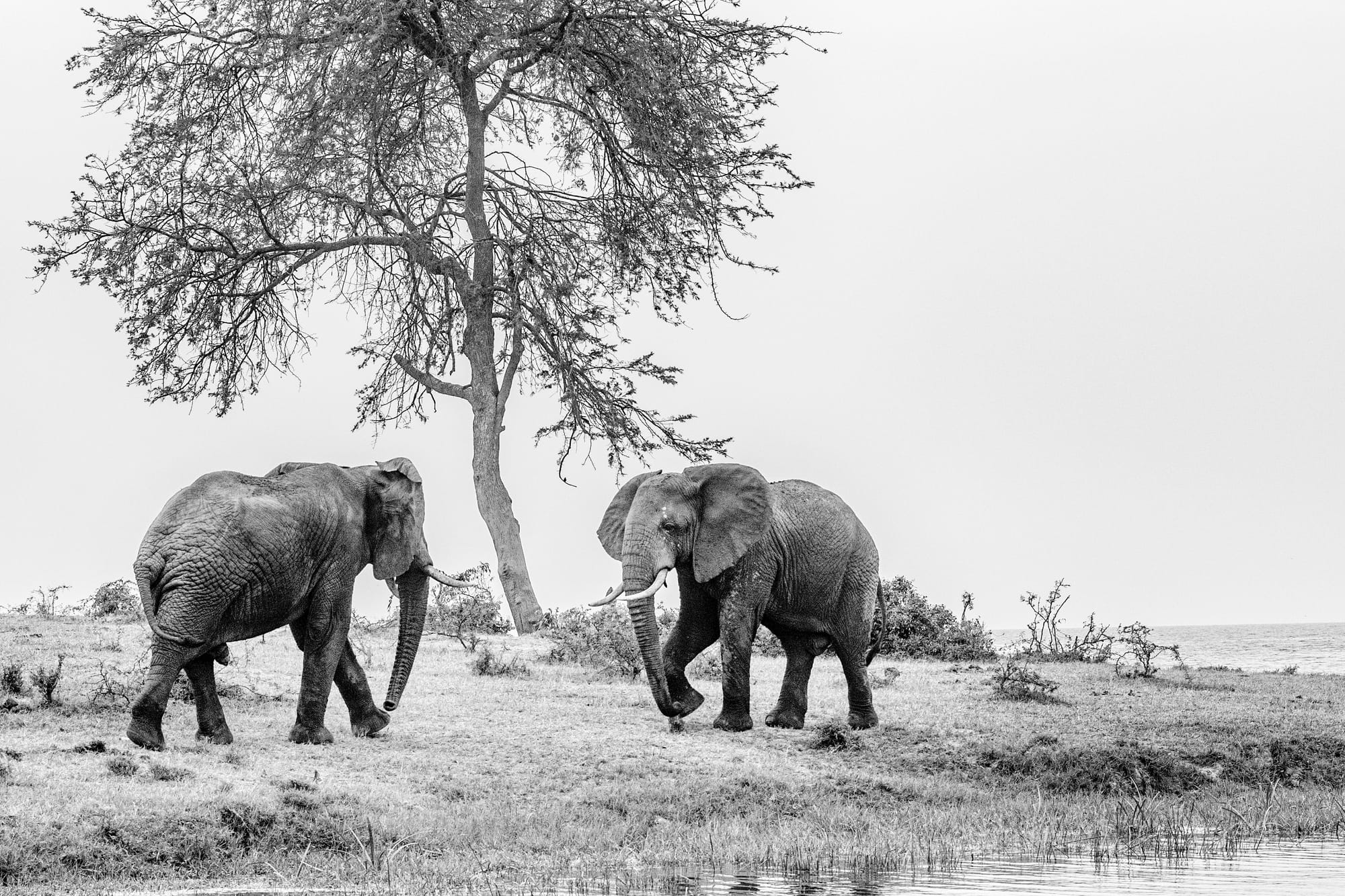 Elephants