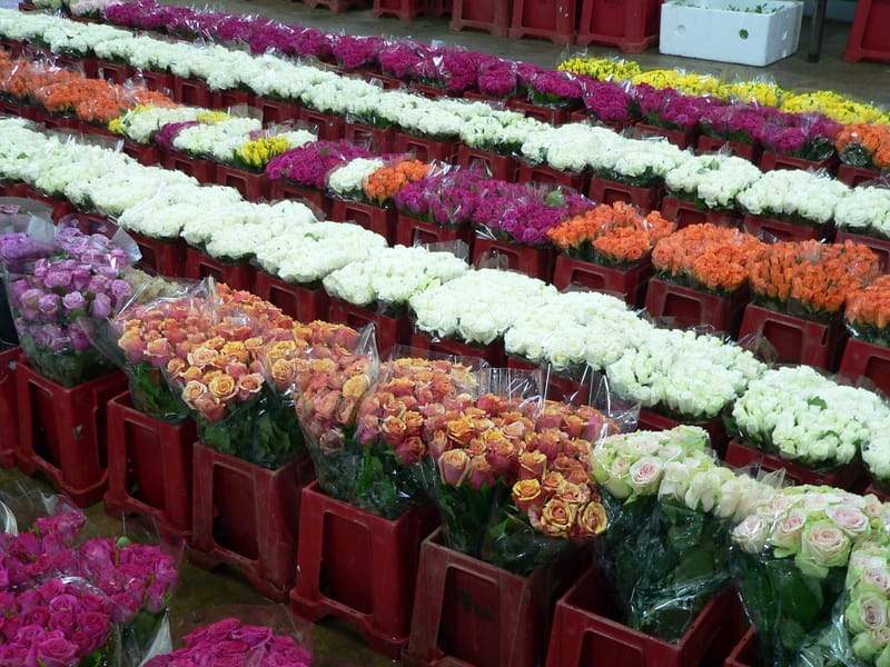 Lenz Flower Market Johannesburg Best Flower Site