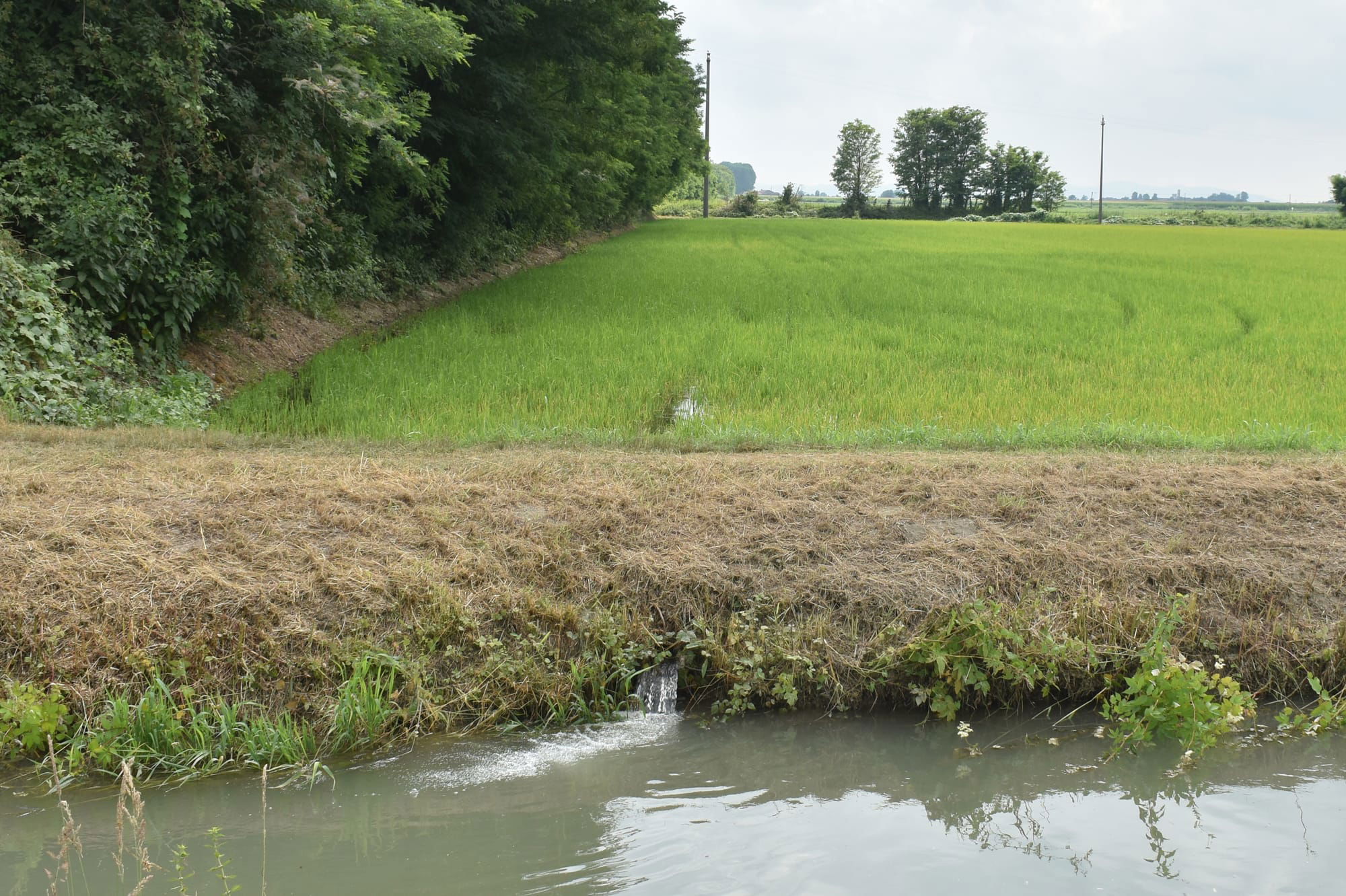 Rice paddies along the Cavour Canal