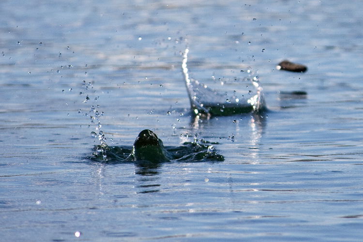 Stone Skipping