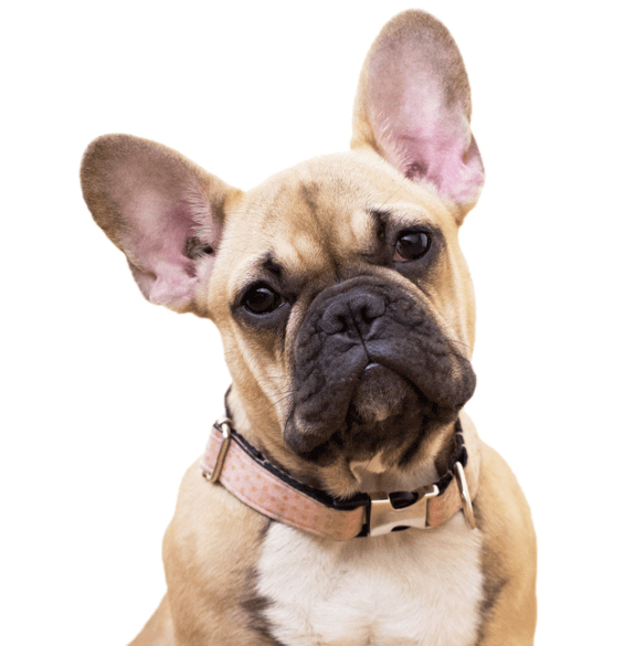 What You Should Know About French Bulldogs