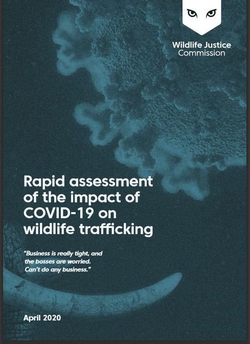 Measures to combat COVID-19 impact wildlife trafficking but criminal networks are gearing up to increase operations