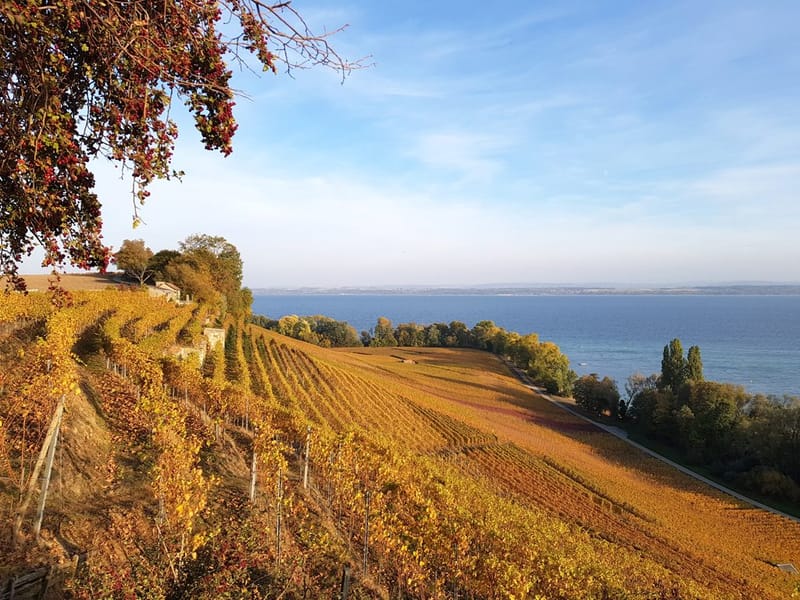 Domaine Brunner